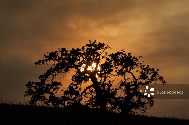 橡树后的日落图片素材