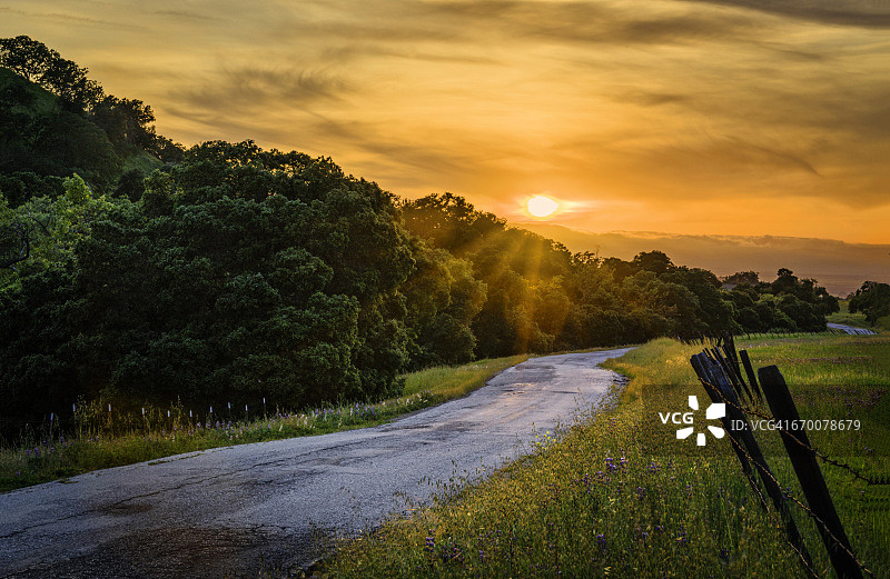 孤树路图片素材