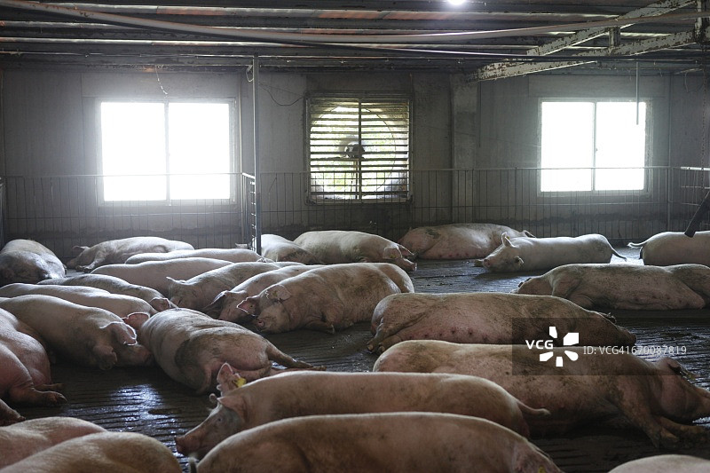 谷仓里的一群猪图片素材