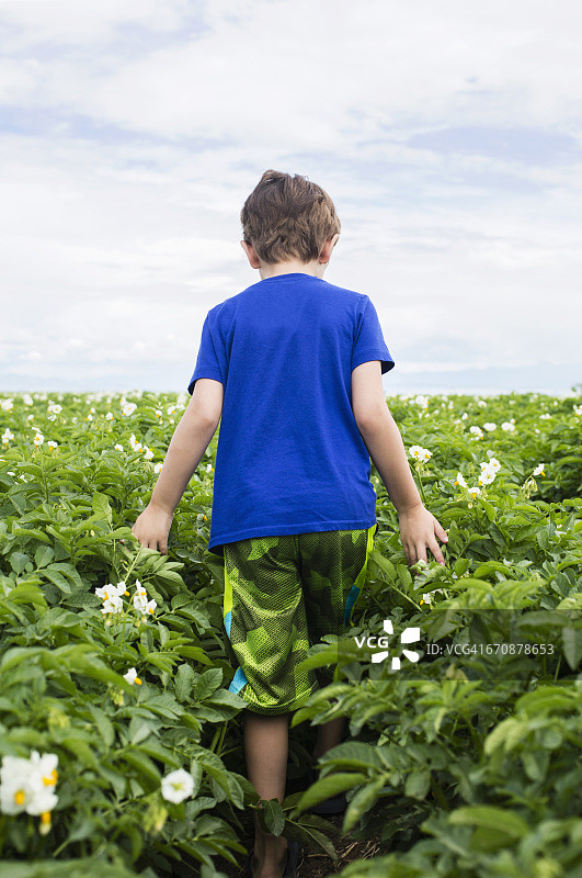 科罗拉多州：在田野中行走的小男孩（6-7岁）图片素材