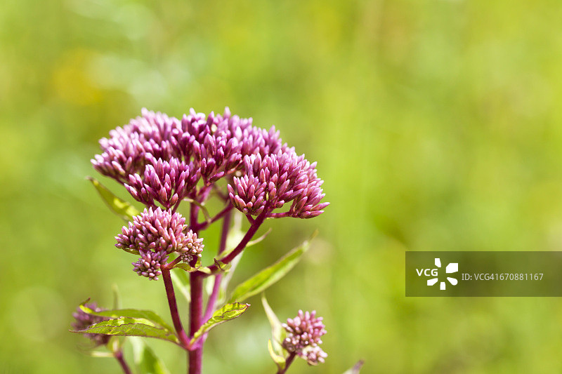 紫泽兰图片素材