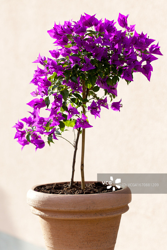 花盆里的三角梅图片素材