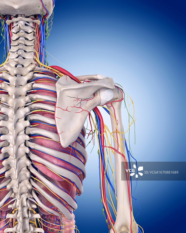 人体肩部解剖结构图片素材