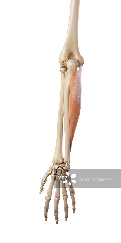 人类手臂肌肉图图片素材