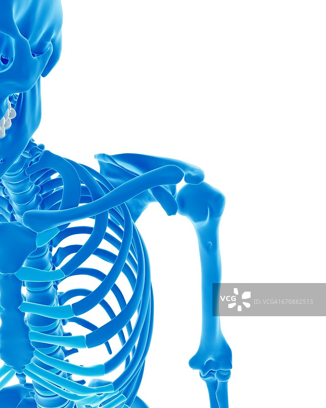 人类骨骼图片素材