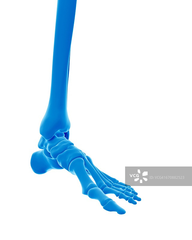 人的足部骨骼图片素材