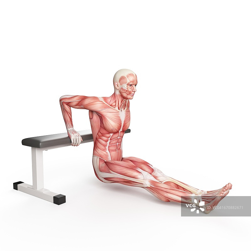 做双杠臂屈伸的人图片素材