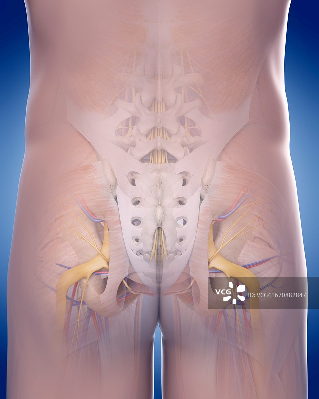 人体盆腔解剖结构图片素材