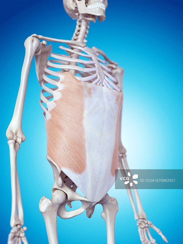 人体腹斜肌图片素材