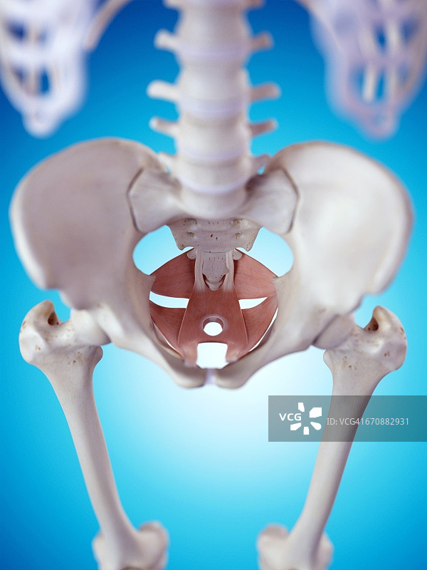 盆底肌肉图片素材