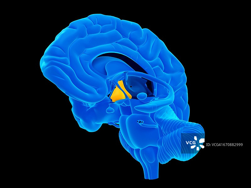 人类的大脑图片素材
