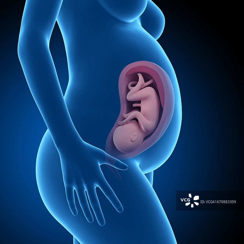 35周的人类胎儿图片素材