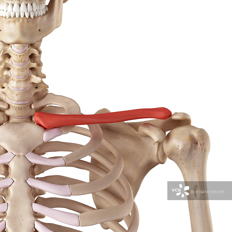 人类锁骨图片素材