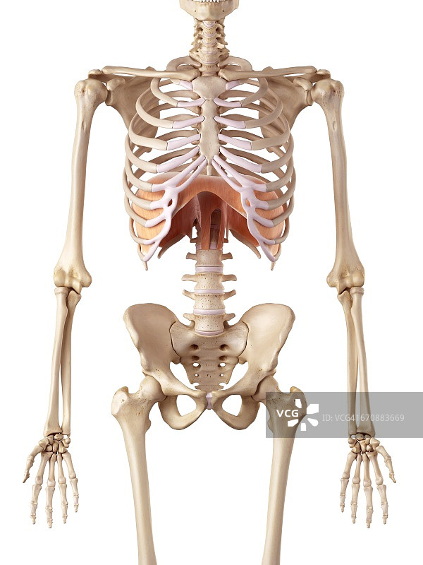 人体膈膜图片素材