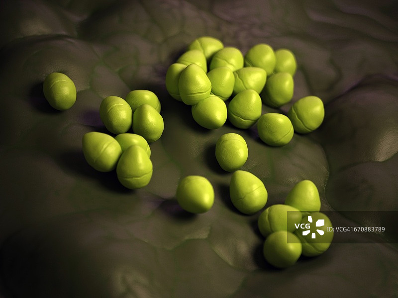 肠球菌图片素材