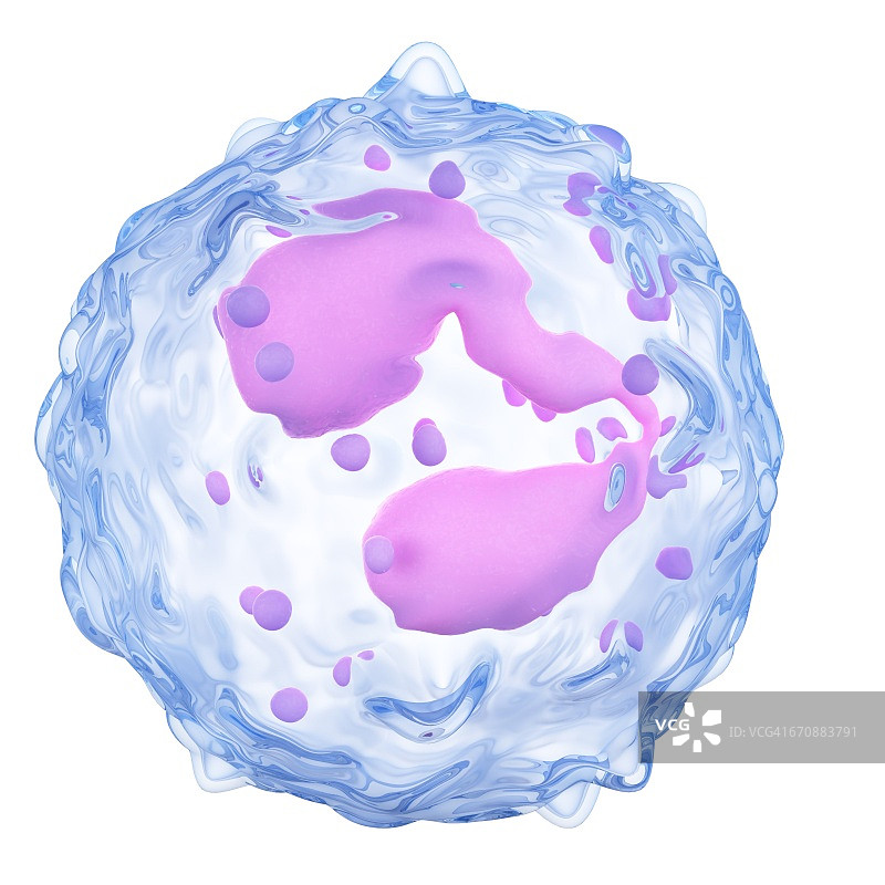 嗜酸性粒细胞图片素材