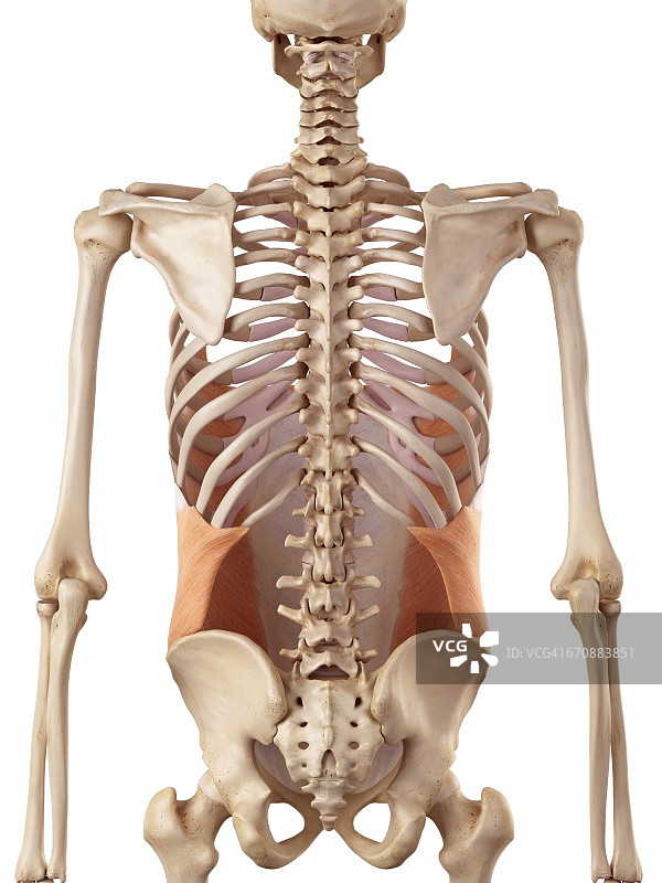 人体肌肉系统图片素材