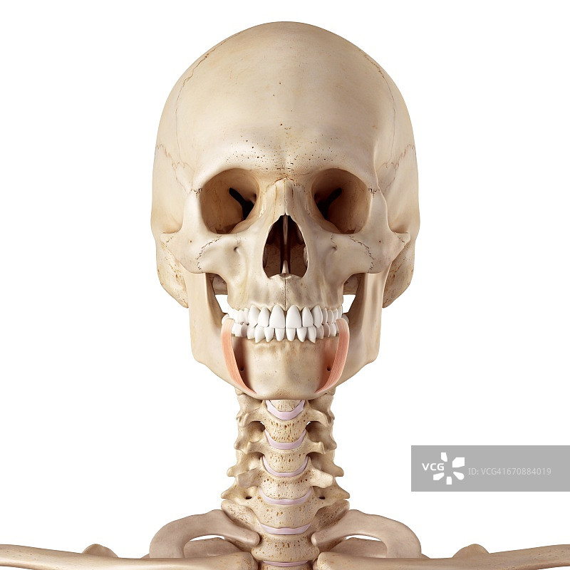 人类的面部肌肉图片素材