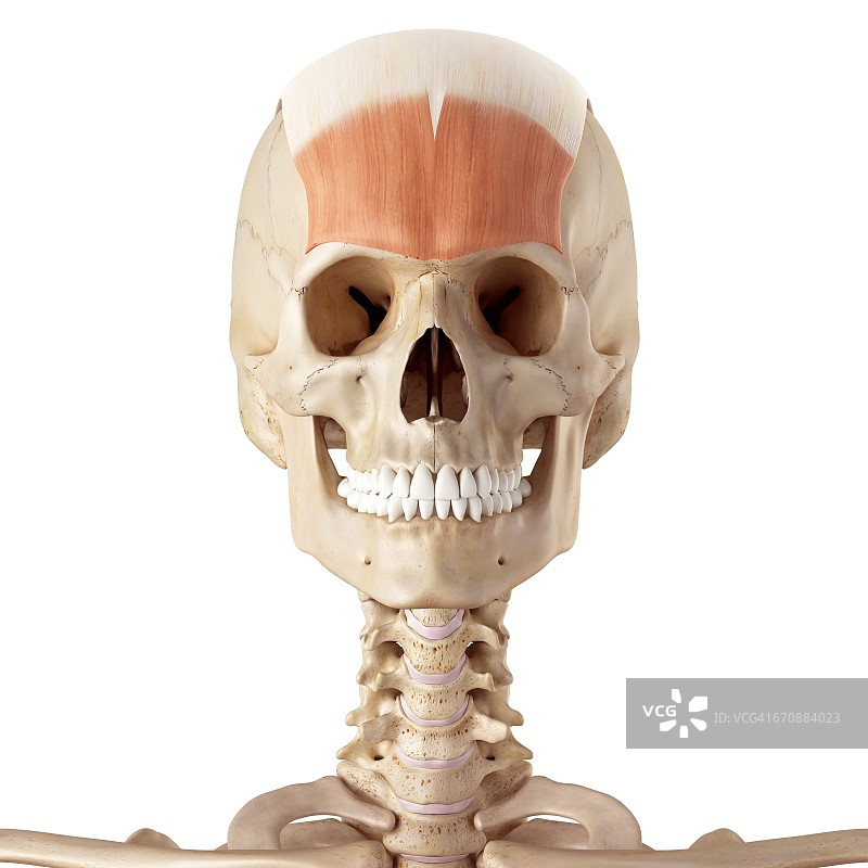 人类的面部肌肉图片素材