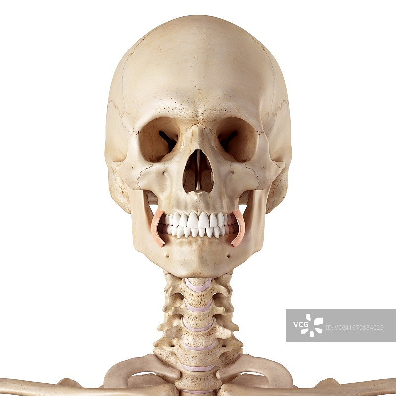 人类的面部肌肉图片素材