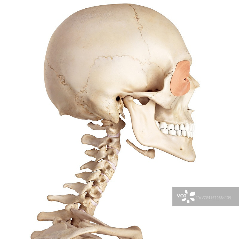 人类的面部肌肉图片素材