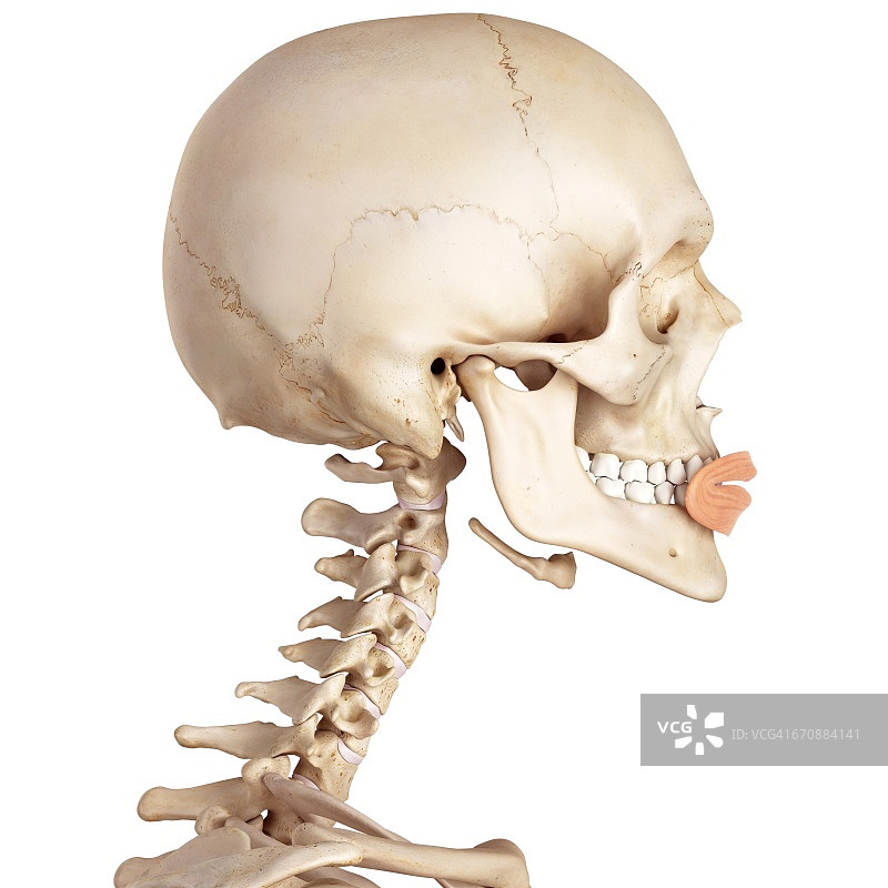 人类的面部肌肉图片素材