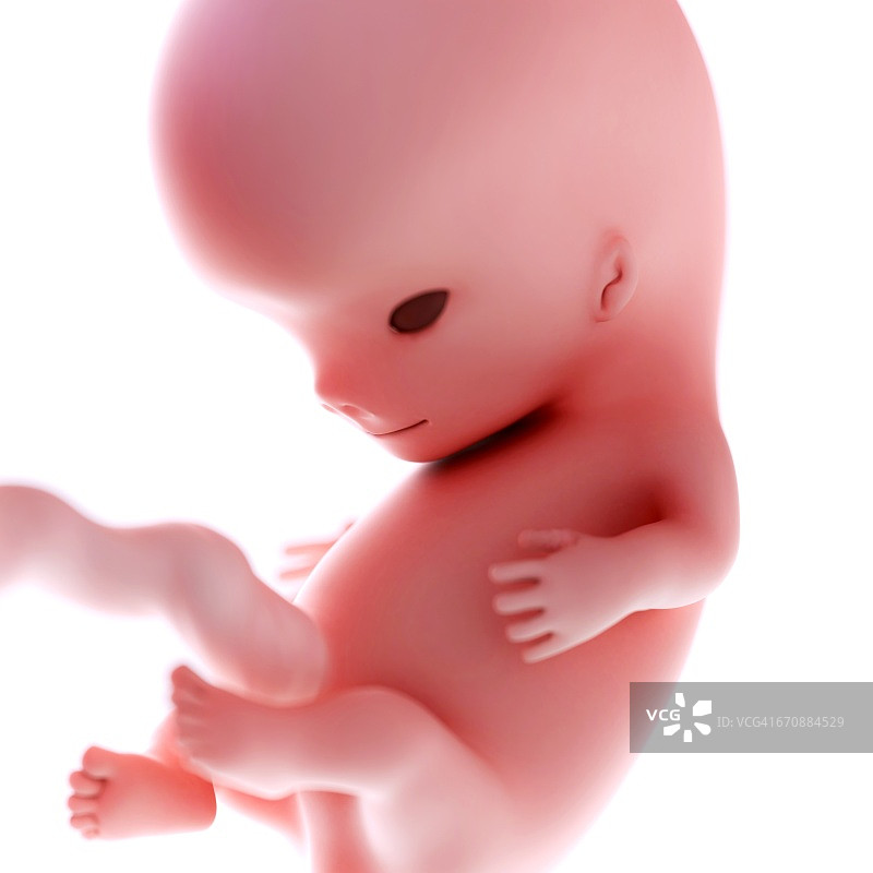 9周大的人类胎儿图片素材
