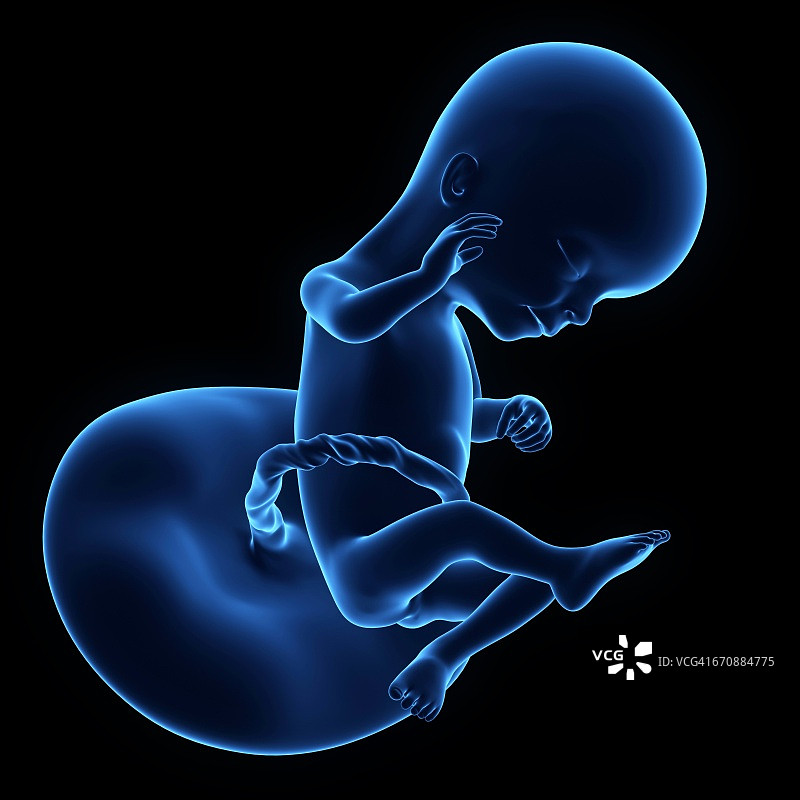16周大的人类胎儿图片素材