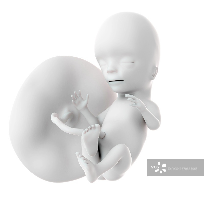 15周大的人类胎儿图片素材