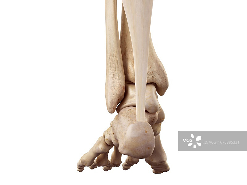 人类足部的跟腱图片素材