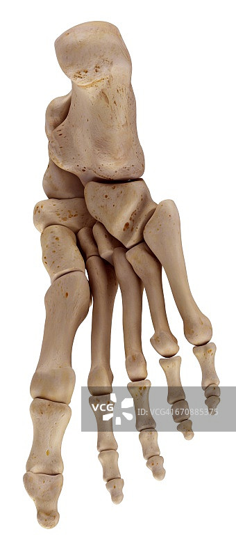 人的足部骨骼图片素材