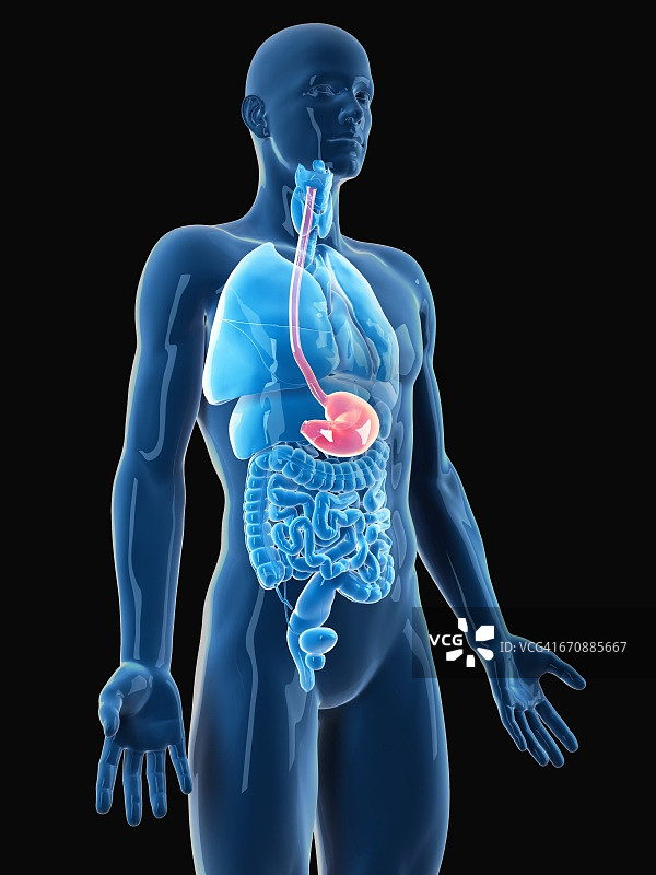 人的胃部图片素材