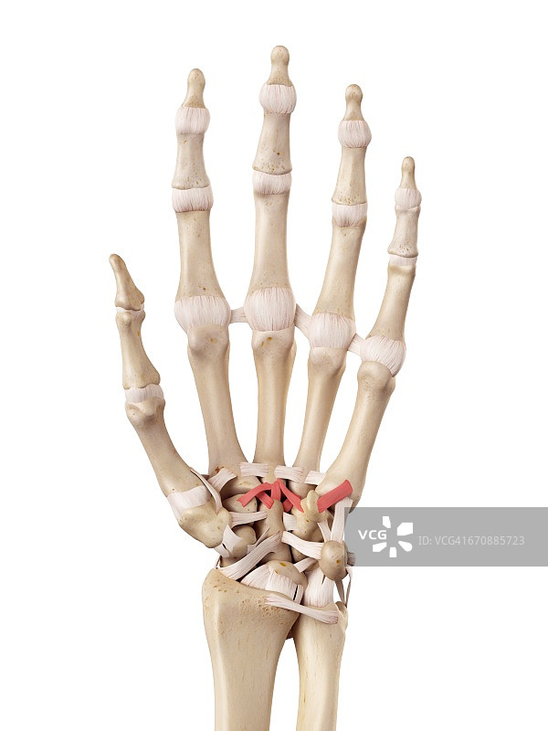 人体手部解剖结构图片素材
