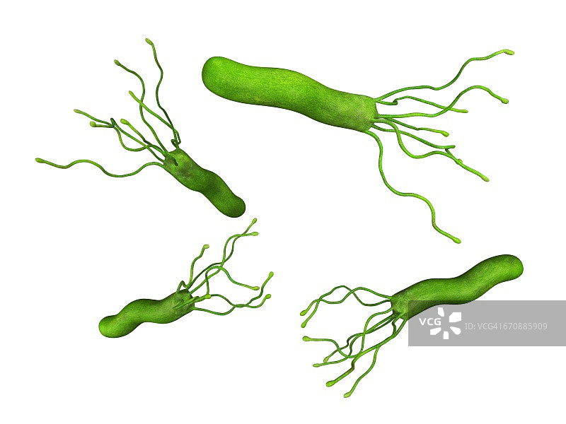 幽门螺杆菌图片素材