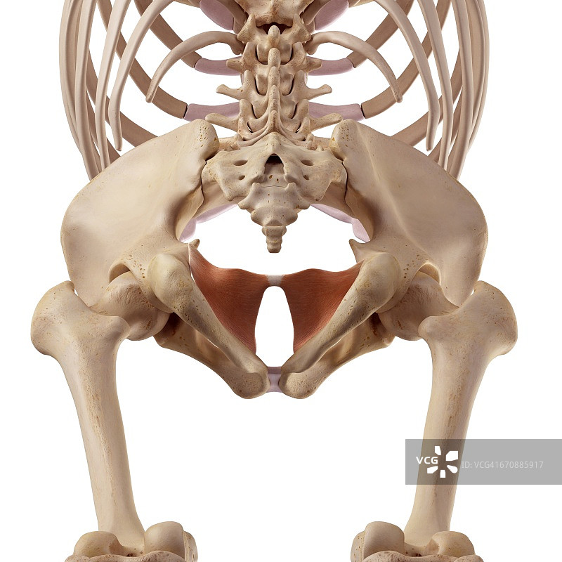 人的骨盆图片素材