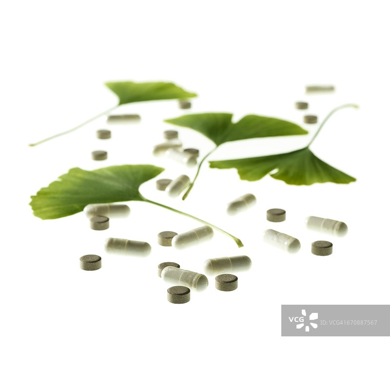 铁线蕨叶图片素材