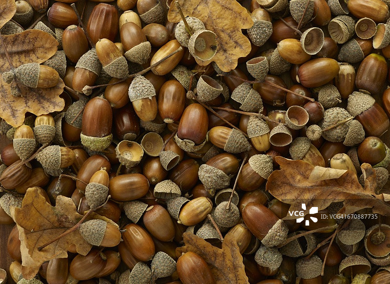 橡树的树叶和橡子图片素材