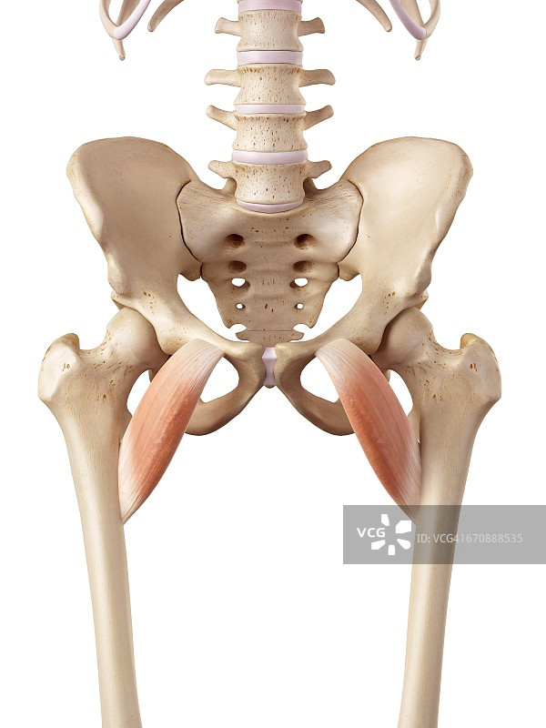人体大腿肌肉图片素材
