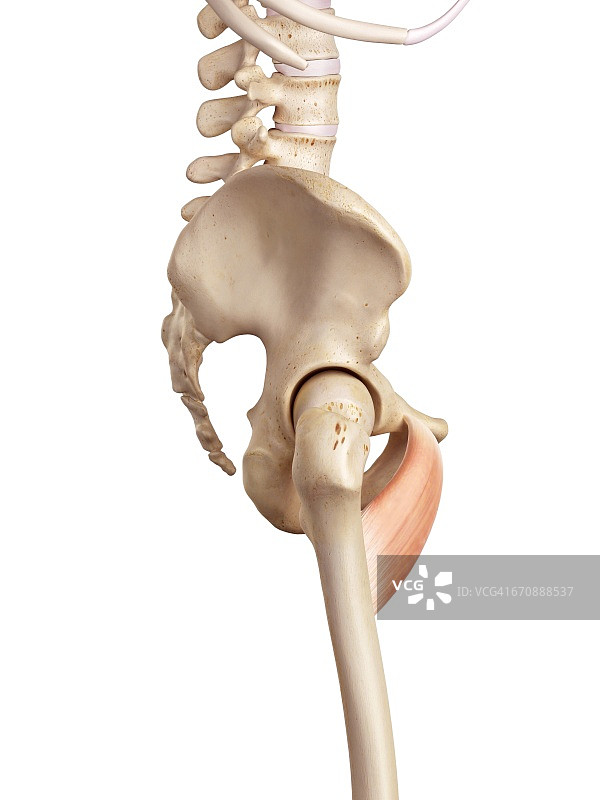 人类肌肉图片素材