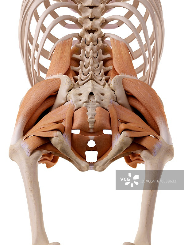 人体髋部肌肉图片素材