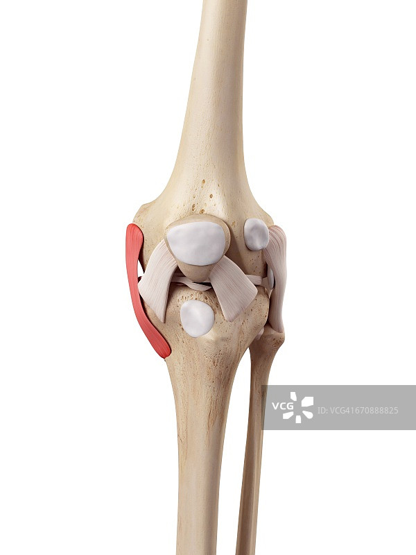 人体膝盖解剖结构图片素材