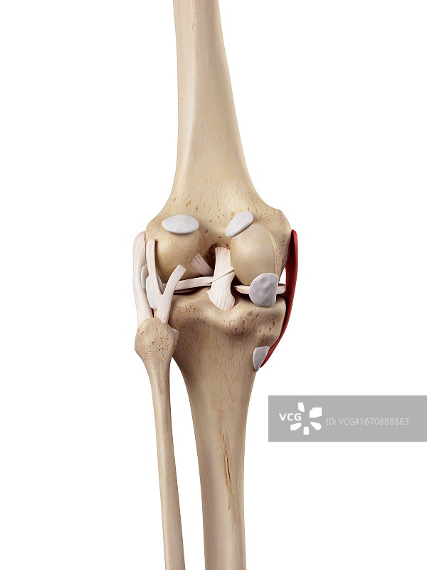 人体膝盖解剖结构图片素材