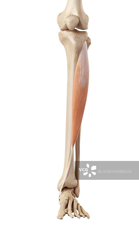 腿部的人体肌肉图片素材