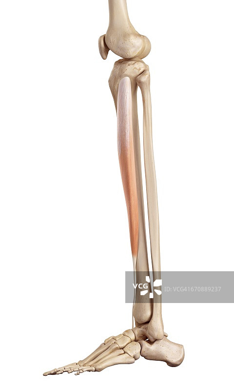 腿部的人体肌肉图片素材