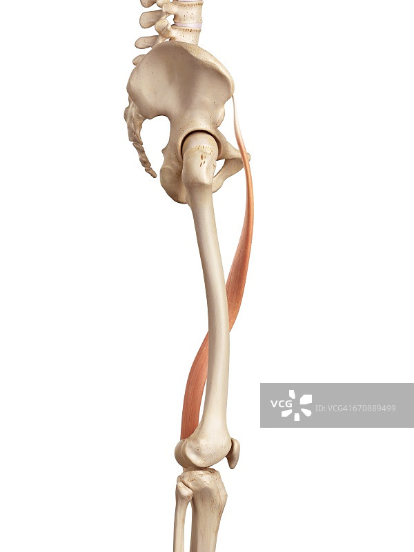 腿部的人体肌肉图片素材
