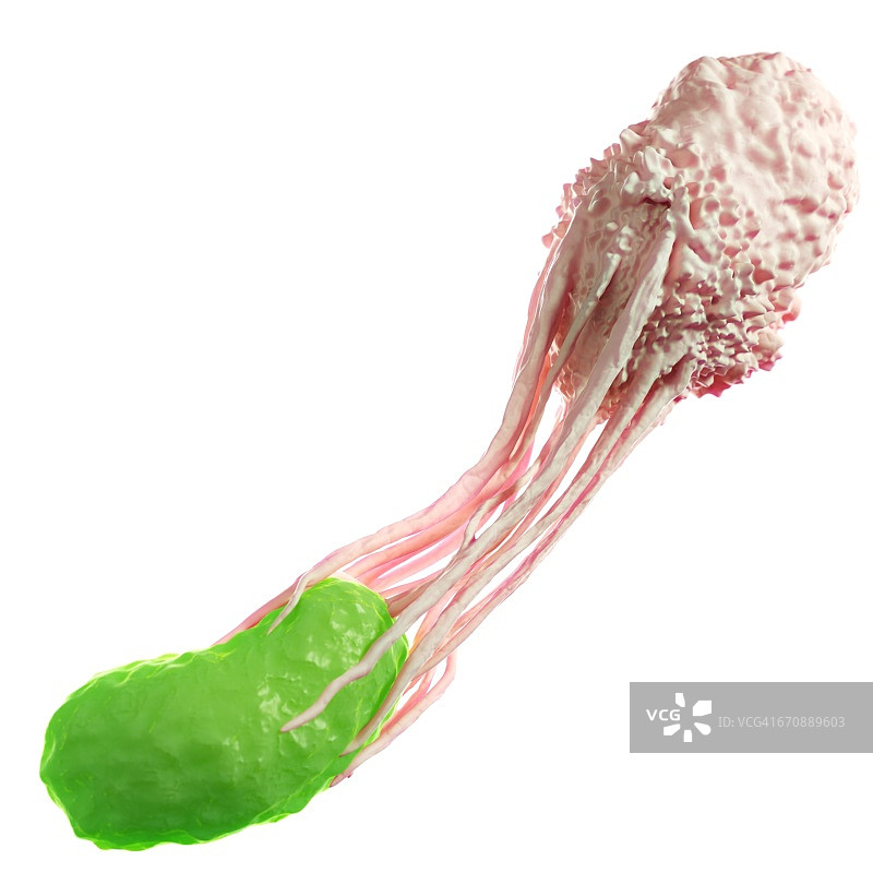 白细胞吞噬细菌图片素材
