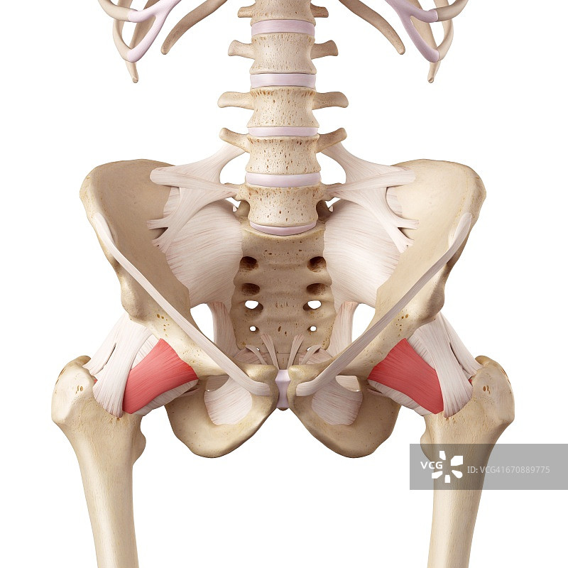 人体髋部韧带图片素材