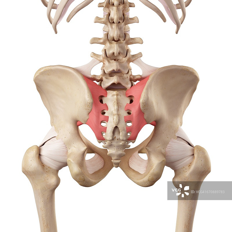 人体髋部韧带图片素材