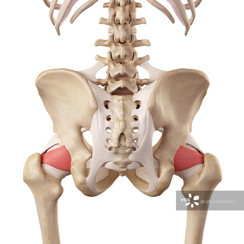 人体髋部韧带图片素材