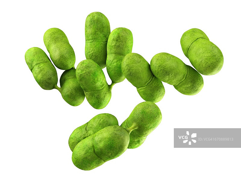 李斯特菌图片素材